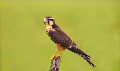 Fototapeta premium Aplomado Falcon