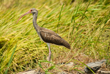 American white ibis (Eudocimus albus)