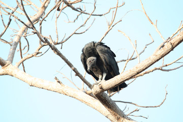 Black Vulture (Coragyps atratus)