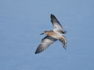 Ruff (Philomachus pugnax)