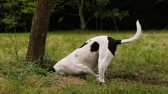 Slow motion of a dog digging a hole in the ground