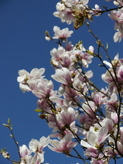 Pink magnolia flowers