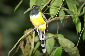 Fototapeta premium Black-throated Trogon
