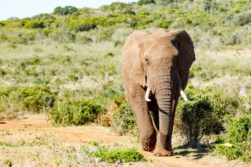 Fototapeta na wymiar African Bush Elephant storming down the hill