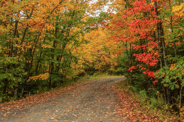 Obraz premium Autumn road