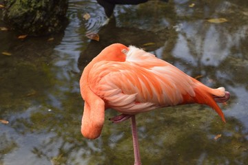 Beautiful pink flamingo resting in a pond.