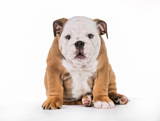 Brown And White Mops Dog