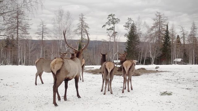 deer and leader in winter forest