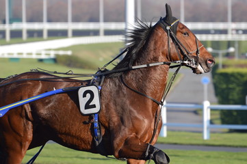 Obraz premium cheval de courses