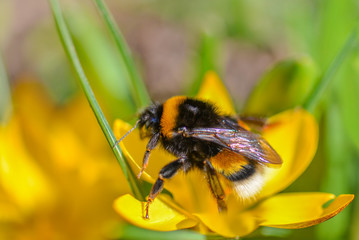 Ein Hummel auf der Blume im Frühling