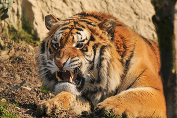 Tigre reale del Bengala