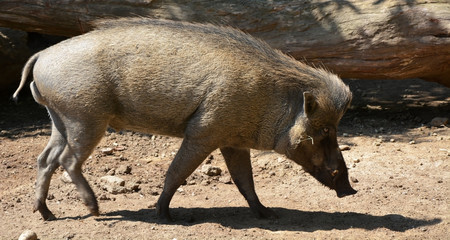 Wild boar at the sunny day