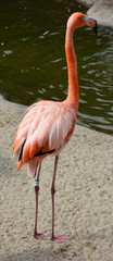 Pink flamingo closeup view