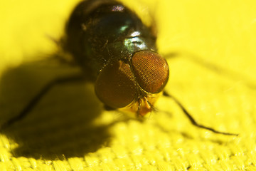 fly