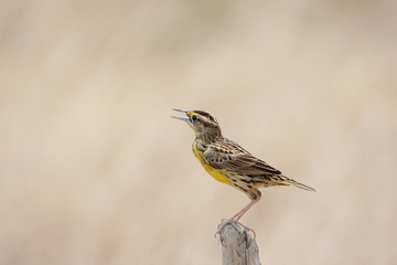 Eastern Meadowlark (Sturnella magna)