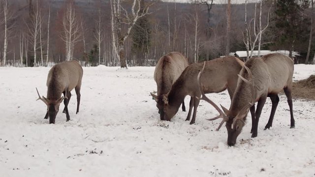 deers eat in the winter forest