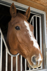 Horse stable