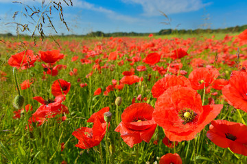 Poppy field in summer countryside