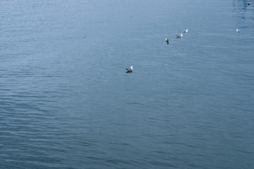 Fototapeta na wymiar Wasservögel auf einem See