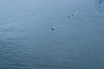 Wasservögel auf einem See