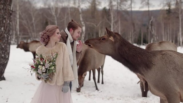 guy and a girl tease a deer