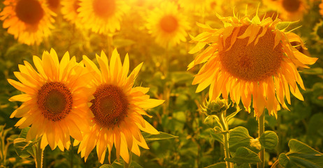 Obraz premium Sunflowers