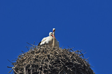 Le cicogne del villaggio di Ribeauvill&eacute;, Alsazia - Francia