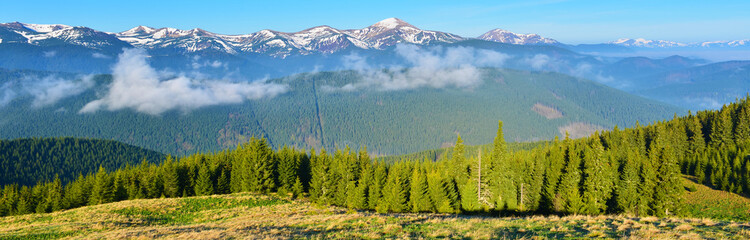 Panoramic view of spring forest in the morning