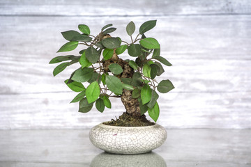 Little bonsai tree with miniature evergreen tree in a tray