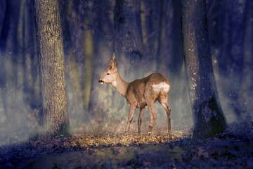 Deer in a mystic forest