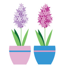 Isolated hyacinth plant in flower pot. Vector illustration
