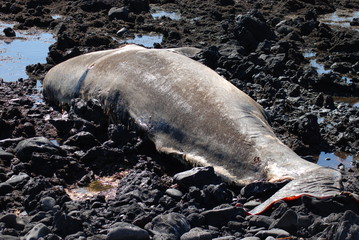 dead whale