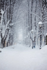 Fototapeta na wymiar Alley in the Park, snow covered trees, very blurred image, theme background