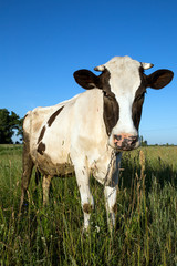 Cow in the meadow