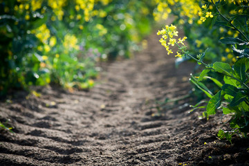 Blooming colza next to tractor path, farmland background