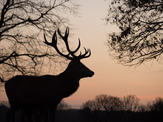 Stag silhouette at sunset
