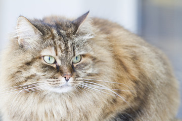 brown mackerel siberian cat outdoor, long haired kitten
