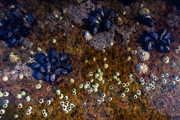 Fototapeta premium Sealife in tidal rock pool
