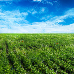 Fototapeta na wymiar Green field with blue sky