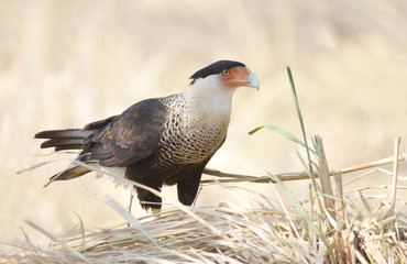 Northern Crested Caracara (Caracara cheriway),