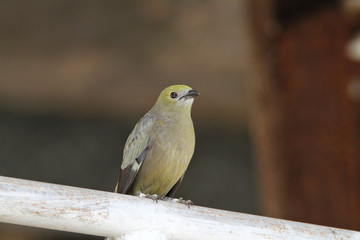 Palm Tanager