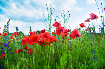 Obraz premium Field of bright red corn poppy flowers in summer