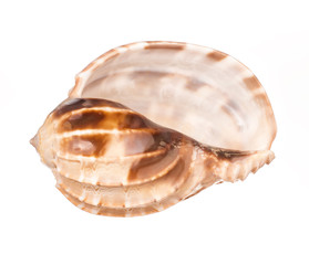 seashell on white background