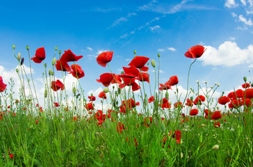 Fototapeta na wymiar Field of bright red corn poppy flowers in summer