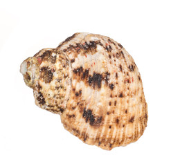 seashell on white background