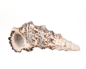 seashell on white background