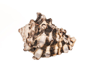 seashell on white background