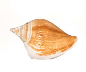 seashell on white background