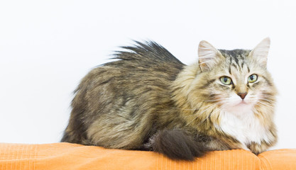 sweet brown white cat of siberian breed on the sofa