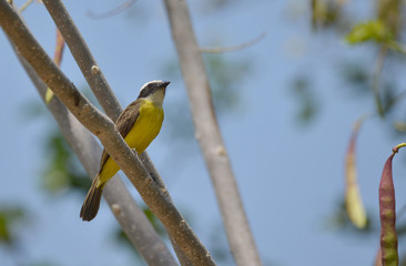 Rusty-margined Flycatcher (Myiozetetes cayanensis)